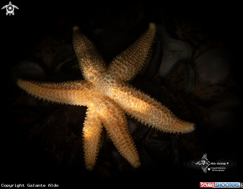 A 6 Armed Starfish
