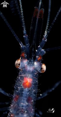 A Stenopus Hispidus | Larval banded coral shrimp 