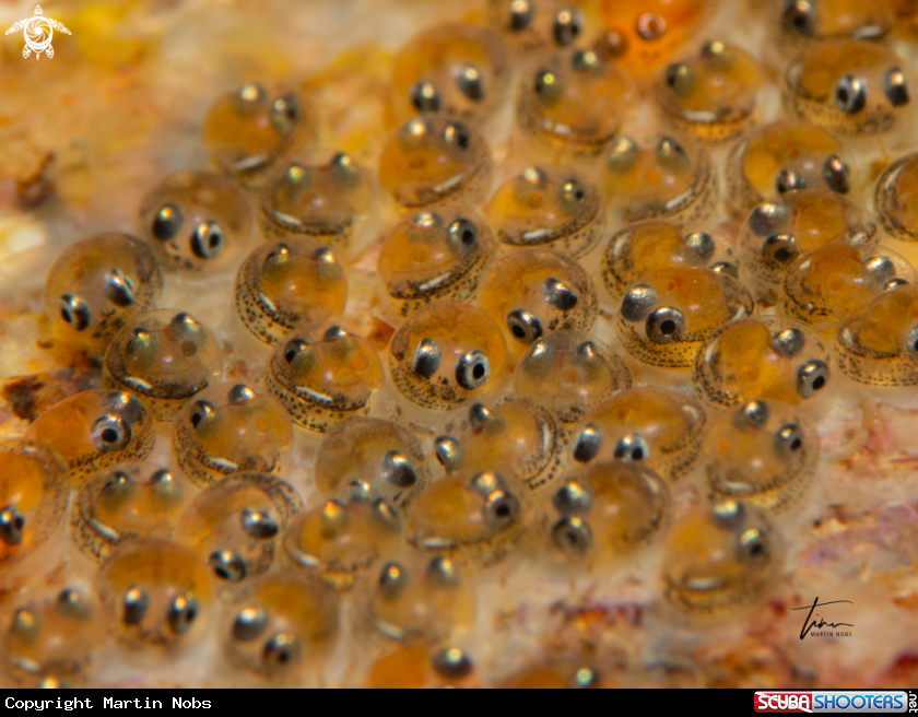 A Clingfish eggs
