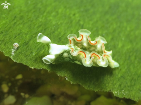 A Elysia crispata | Juvenile Lettuce Sea Slug