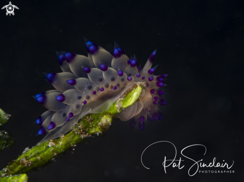 A Janolous sp | nudibranch