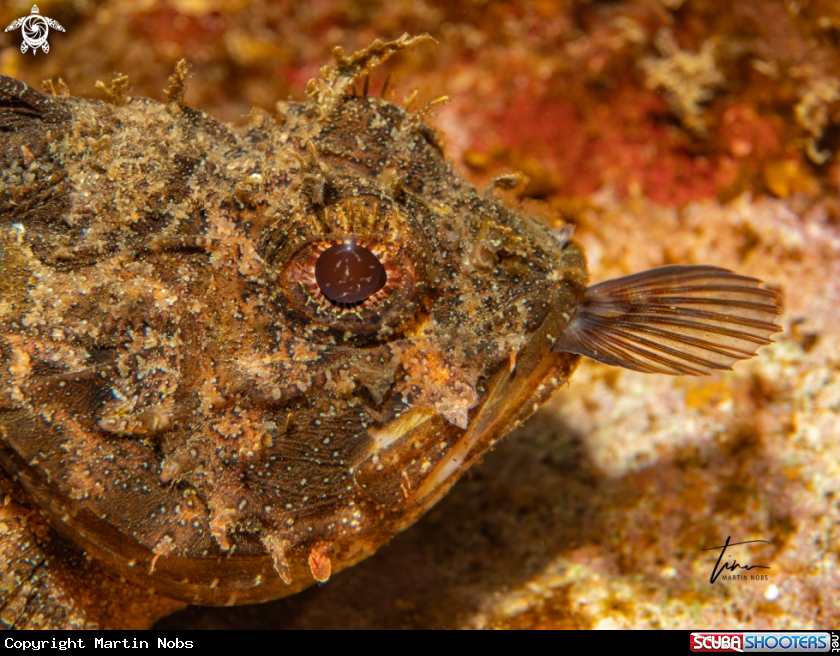 A Brown Scorpionfish