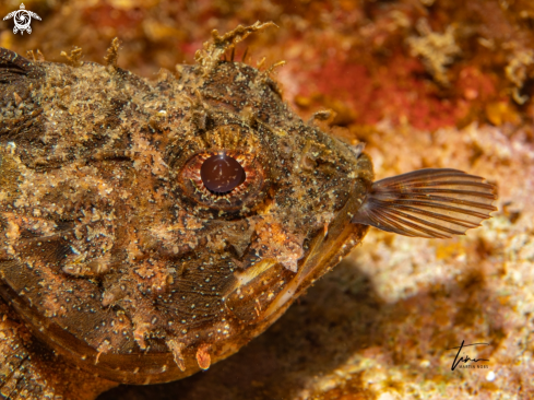 A Brown Scorpionfish