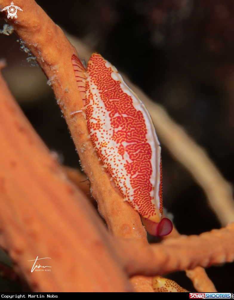A Softcoral cowrie