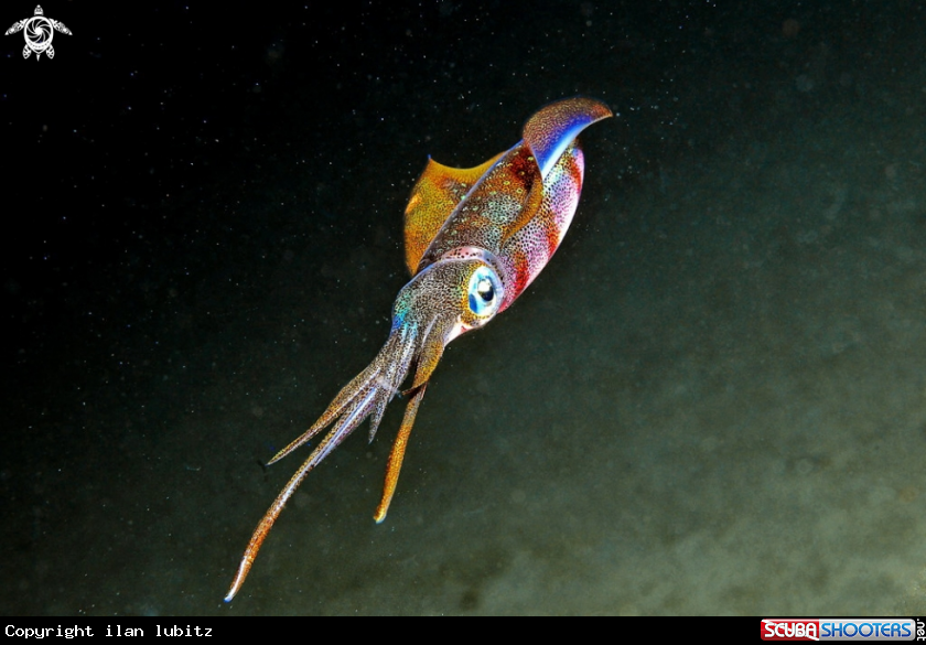 A squid