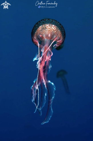 A Noctiluca pelagia | Jellyfish