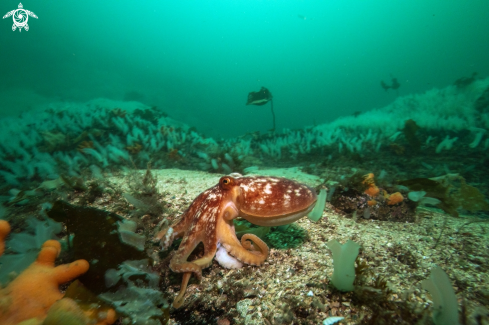 A Eledone Cirrhosa | Octopus