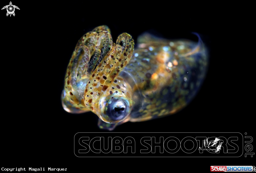 A Juvenile Squid 