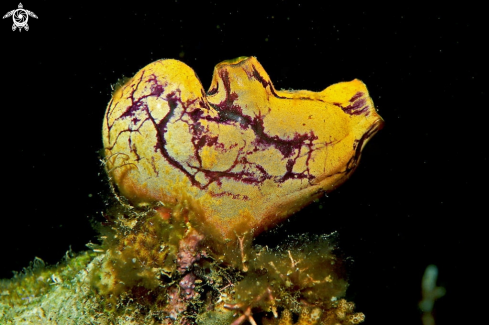 A Tunicate