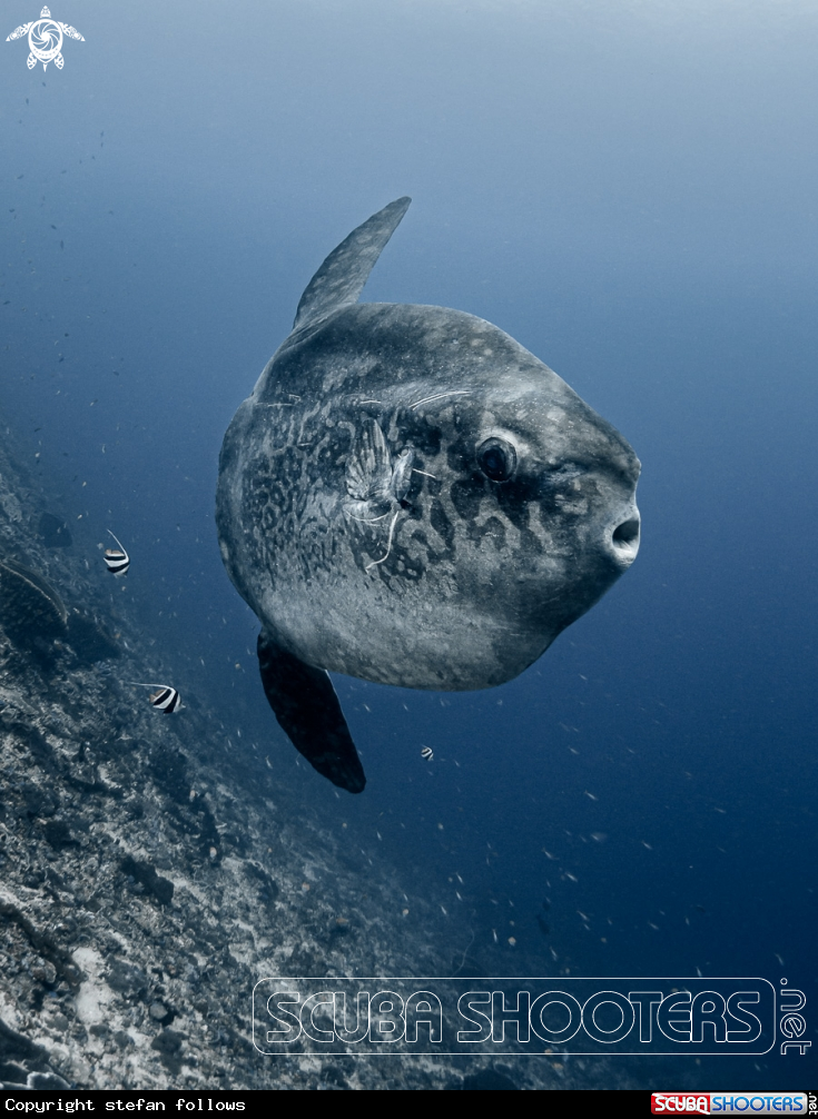 A Bump-Head Sunfish