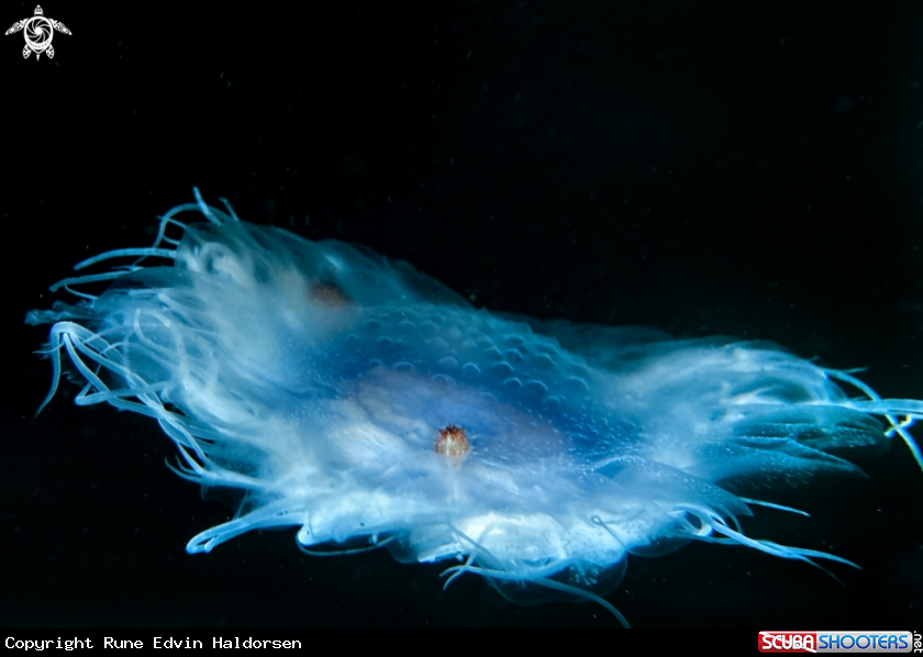 A Blue jellyfish