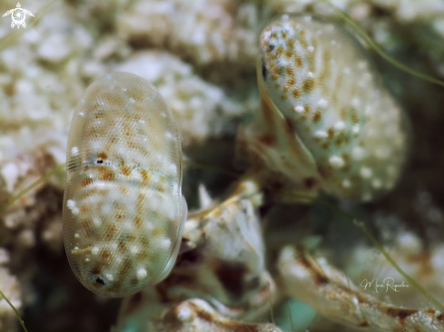 A Lysiosquilla scabricauda | Scaly Tailed Mantis Shrimp