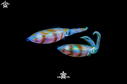 A Sepioteuthis lessoniana | Squid reef