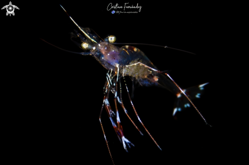 A Urocaridella antonbruunii | Shrimp