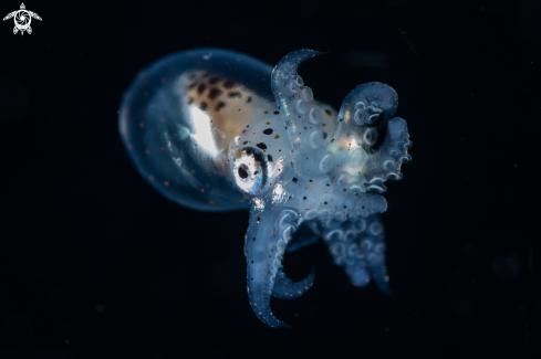 Juvenile Cephalopod
