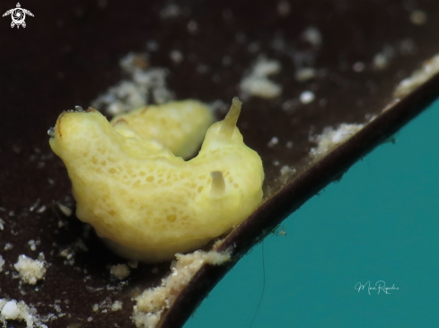 A Aegires sublaevis | Dorid Nudibranch