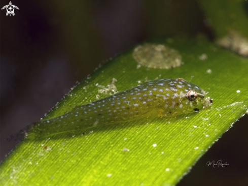 A Acyrtops beryllinus | Emerald Clingfish