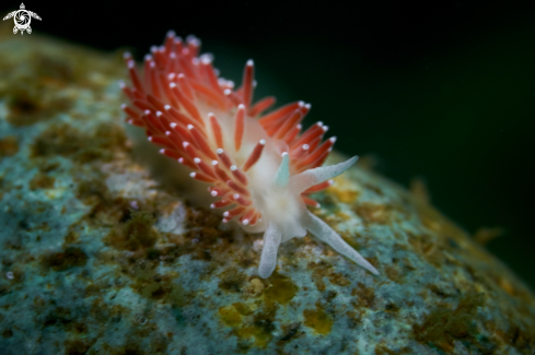 A Flabellinidae | NUDIBRANCH