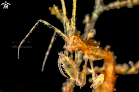 A Caprella sp. | Skeleton shrimp