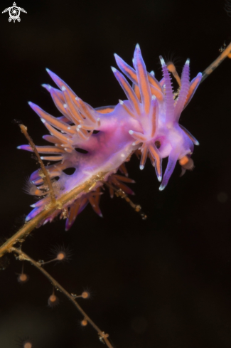 A Flabellina affinis nudibranch | Flabellina rosa