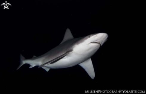 A Carcharhinus plumbeus | Sandbar Shark