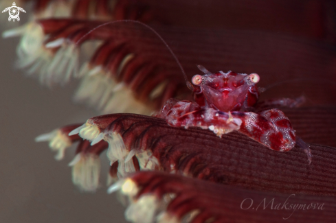 Tiny Four-lobed Porcelain Crab (Lissoporcellana quadrilobata)