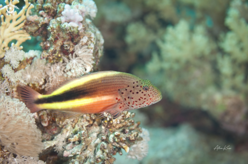 A This , is a species of marine ray-finned fish, a hawkfish belonging to the family Cirrhitidae. It is from the Indo-Pacific. It is occasionally found in the aquarium trade and is also of minor importance to local commercial fisheries. It grows to a total l