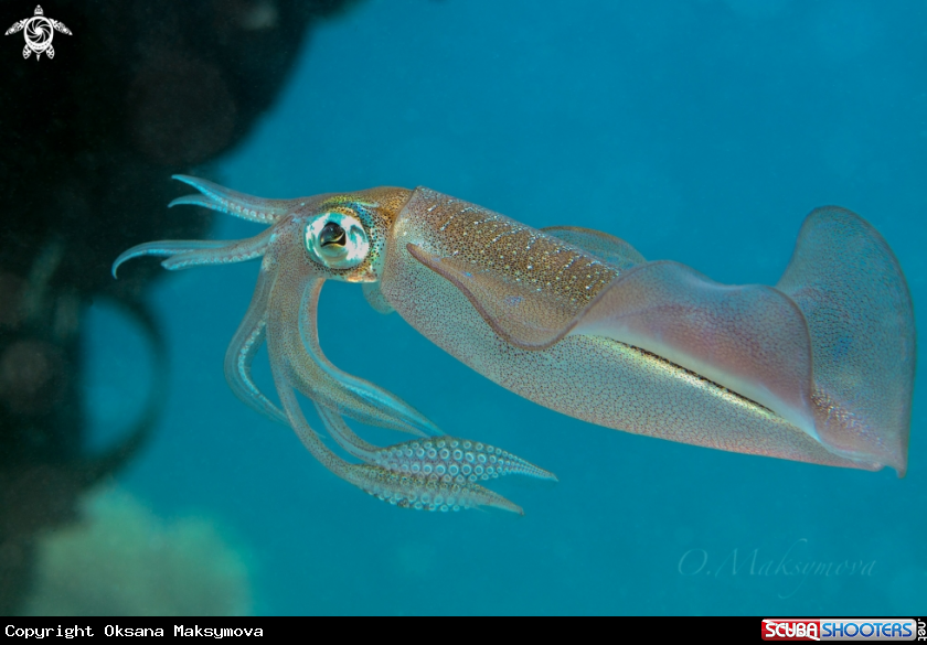A Bigfin Reef Squid (Sepioteuthis lessoniana)