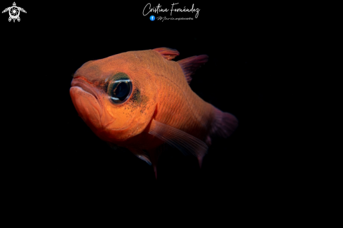 A Apogon imberbis | Cardinalfish