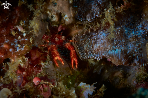 A Munida olivarae | Squat lobsters