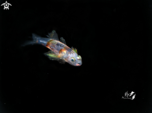 A Gobyfish 
