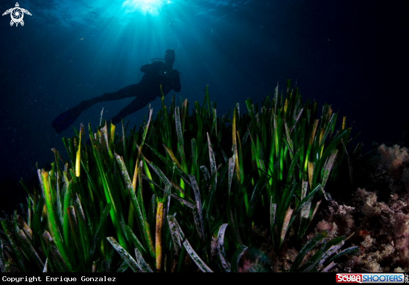 A Neptune Seagrass