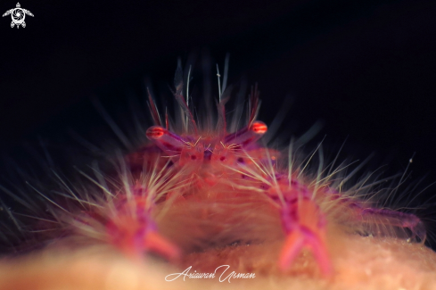 A Lauriea siagiani | pink hairy squat lobster