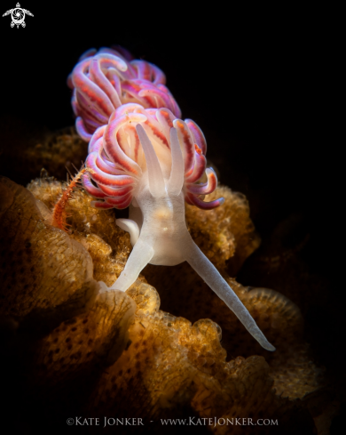 Coral Nudibranch