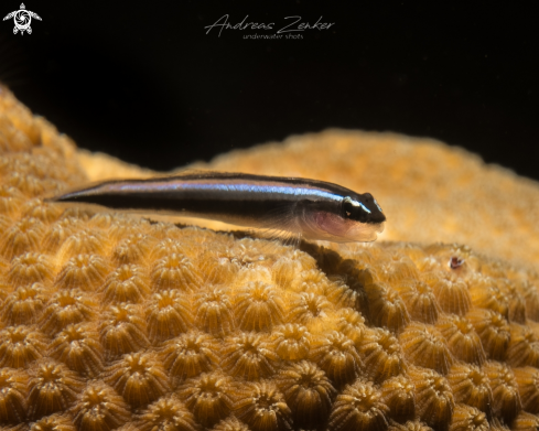 A Caribbean Neon Goby 