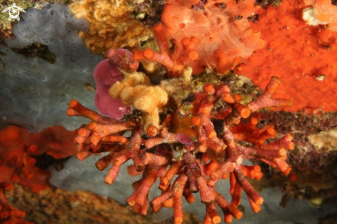 A Myriapora truncata | Falso corallo
