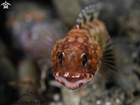 A Opistognathus latitabundus | Jaw fish