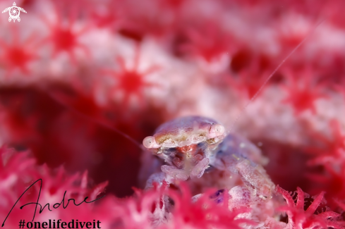 A Sea fan crab