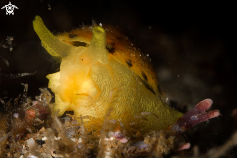 A Tylodina gialla nudibranch