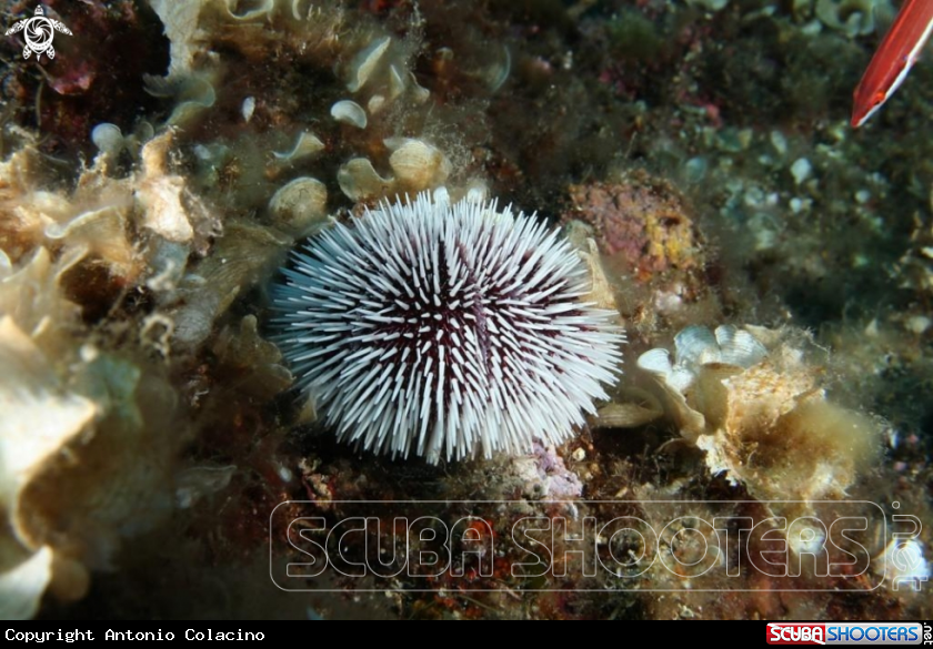 A Riccio-Sea urchin