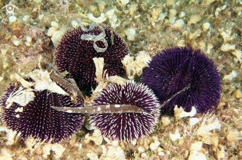 A Sphaerechinus granularis | Ricci-Sea urchins