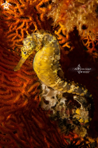 A Tiger Tail Seahorse