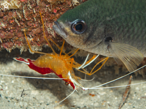 A Caribbean Cleaner Shrimp / Brown Chromis