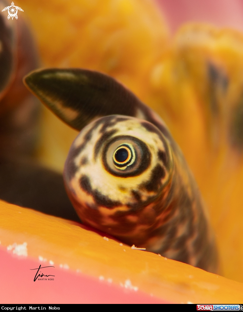 A Queen Conch