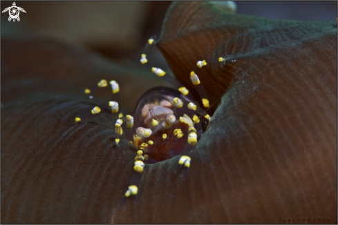 A Pliopontonia furtiva, corallimorph zoantharian | Partnershrimp on an elephant ear anemone