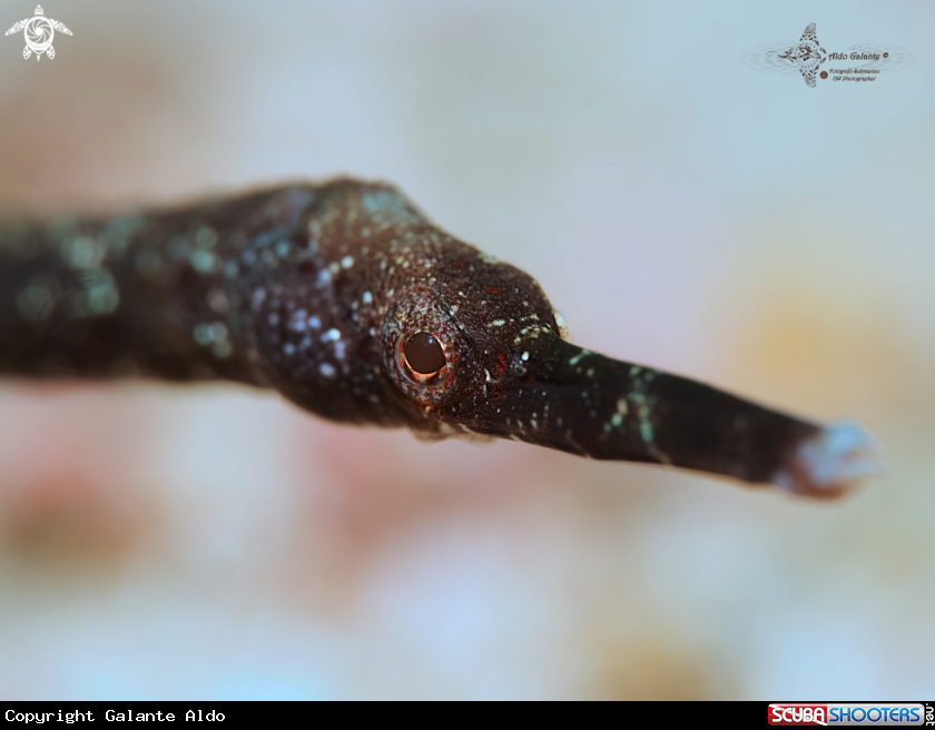 A Double ended pipefish