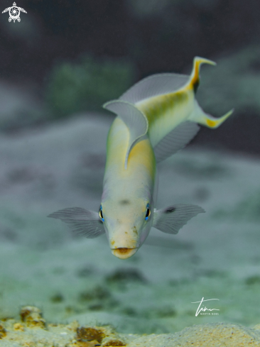 A Malacanthus plumieri | Sand Tilefish