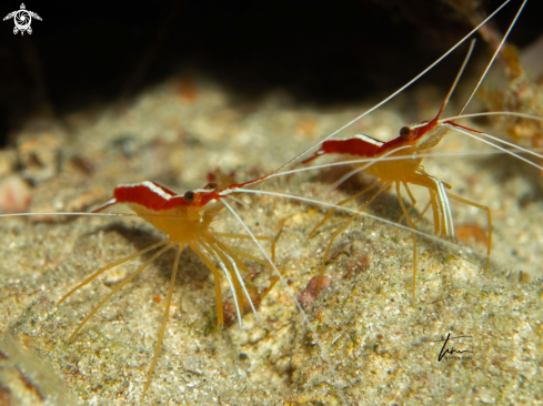 A Caribbean Cleaner Shrimp
