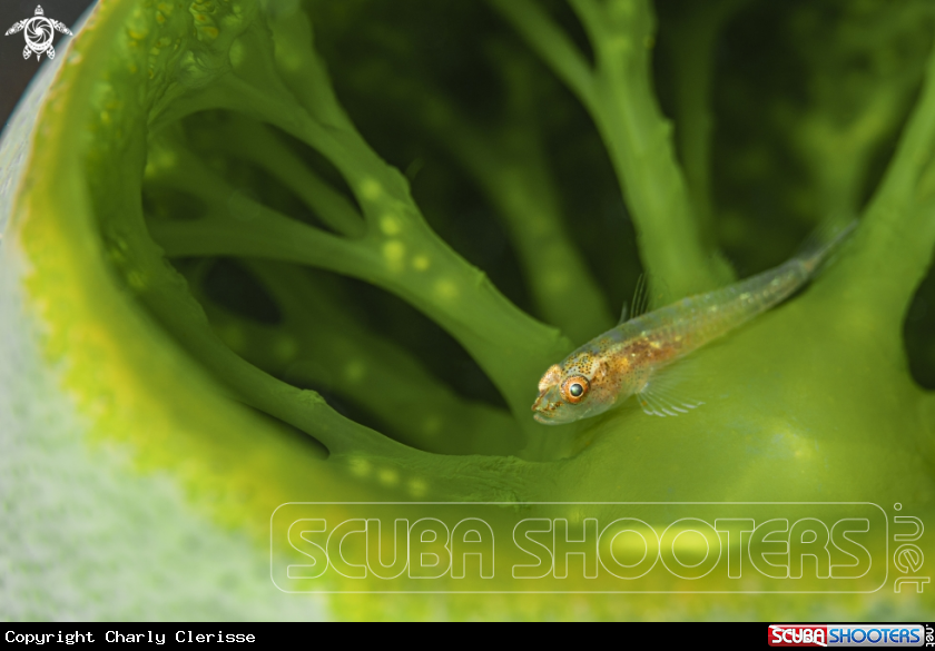 A Michel's Ghost Goby