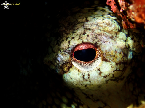 A Octopoda  (ojo) | Octopoda  (ojo)